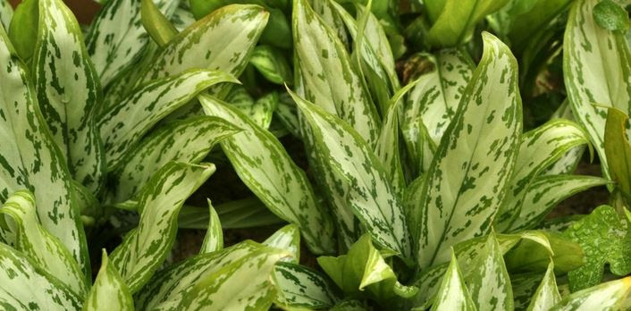 Aglaonema