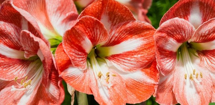 Amaryllis