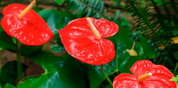 Anthurium