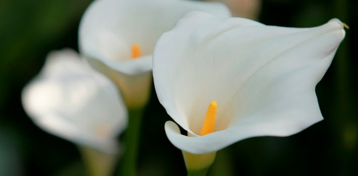 Arum Lily