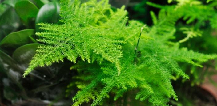 Asparagus Fern