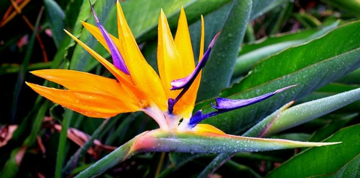 Bird of Paradise