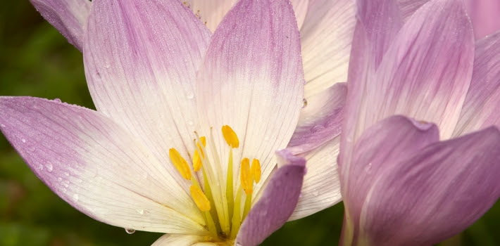 Crocus