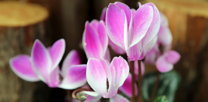 Cyclamen
