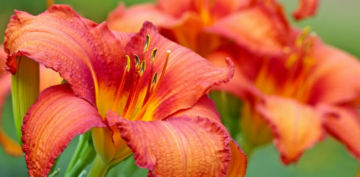 Day Lily