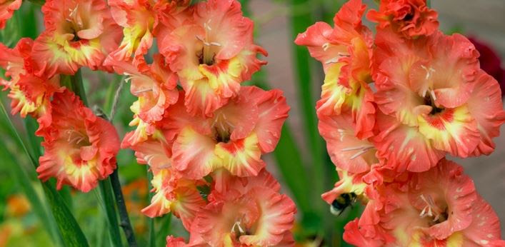 Gladiola