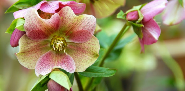 Hellebore