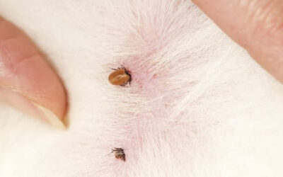 It’s Tick Season Again