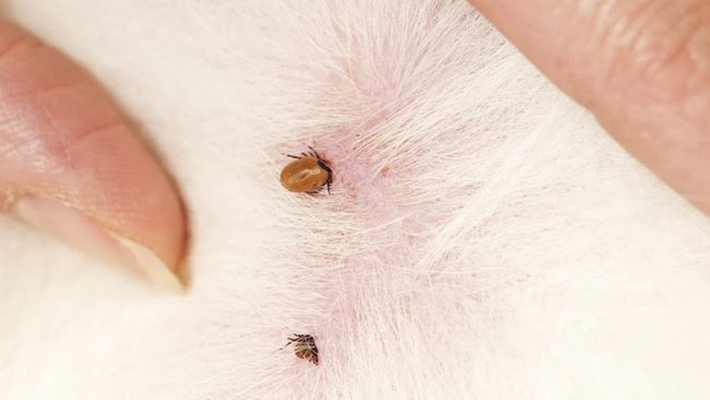 It's Tick Season Again - Ticks