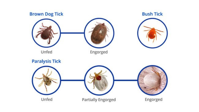It's Tick Season Again