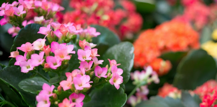 Kalanchoe