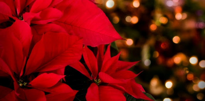 Poinsettia