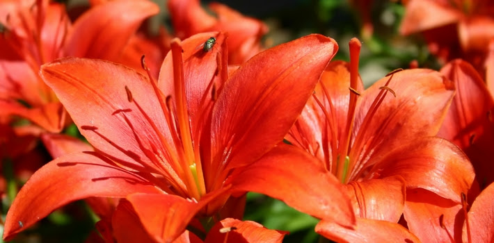 Stargazer Lily