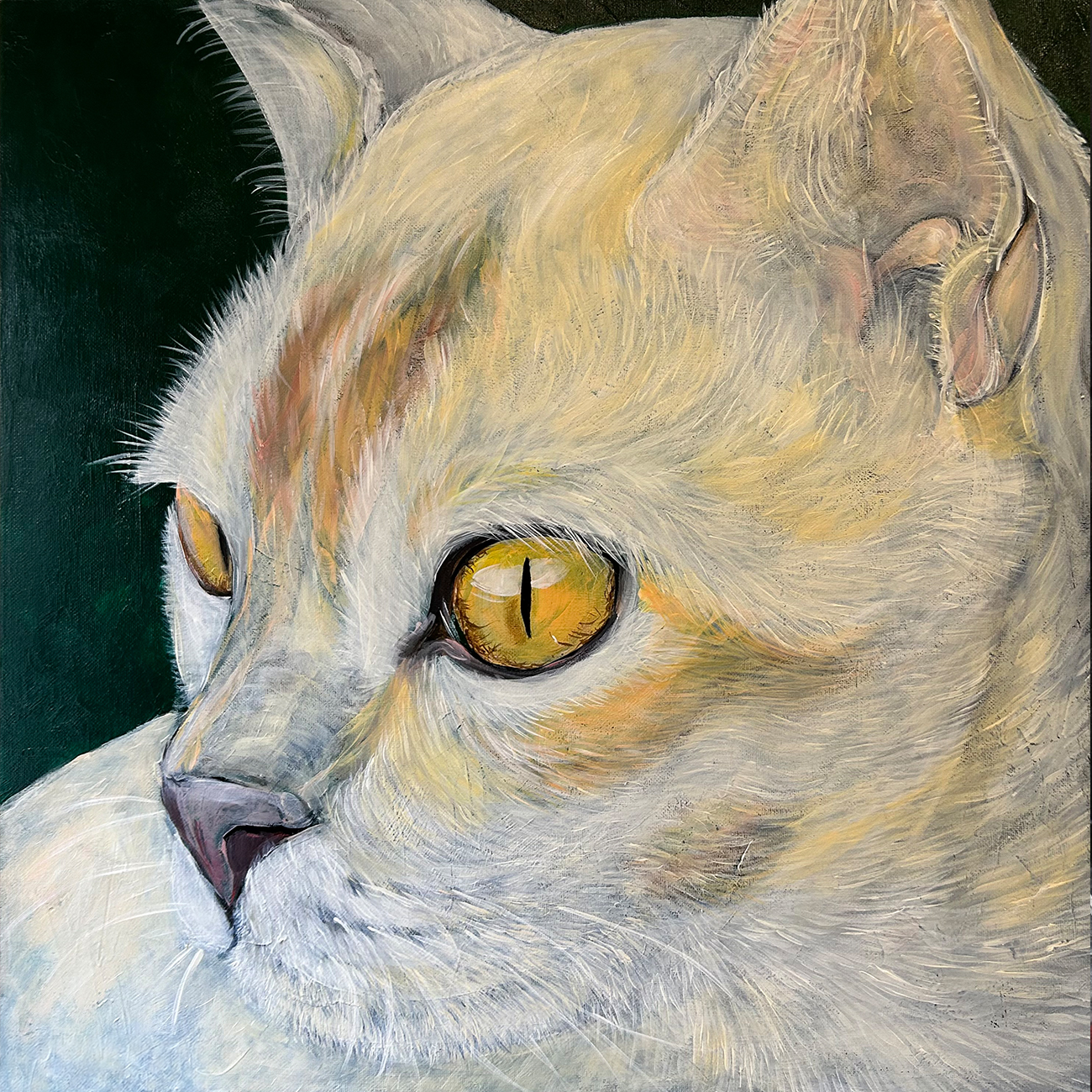 Summer Street Vet - Latest News