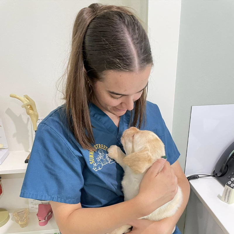 Summer Street Vet - Caring for Nervous and Anxious Pets