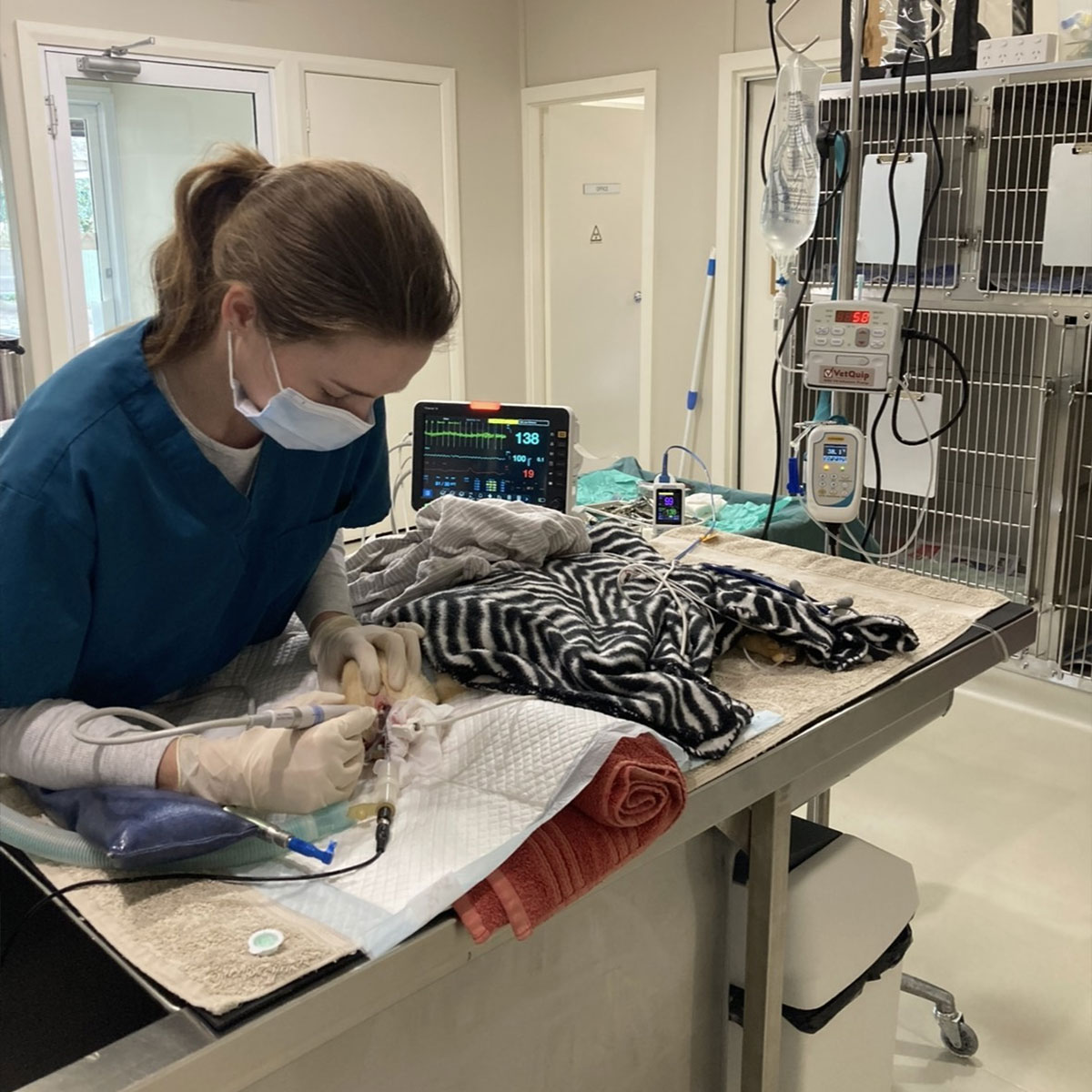 Summer Street Vet - Pet Dentistry Orange Summer Street Vet - Pet Dentistry Orange