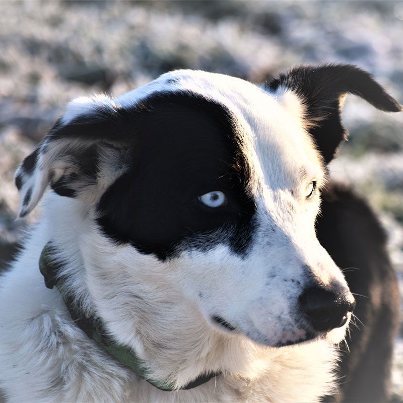 Summer Street Vet - Meet Our Team - Pirate