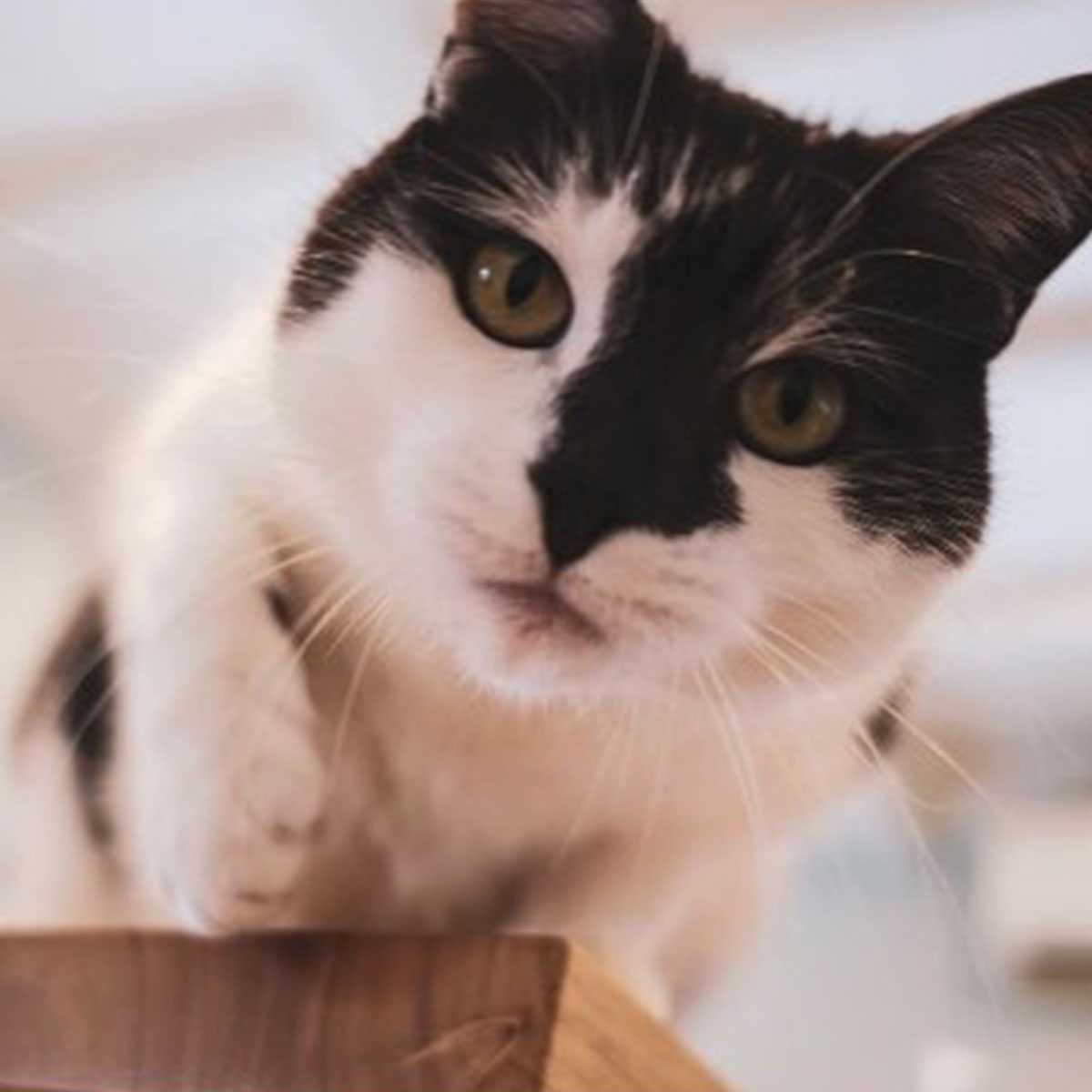 Summer Street Vet - Vet Services Orange Summer Street Vet - Vet Services Orange