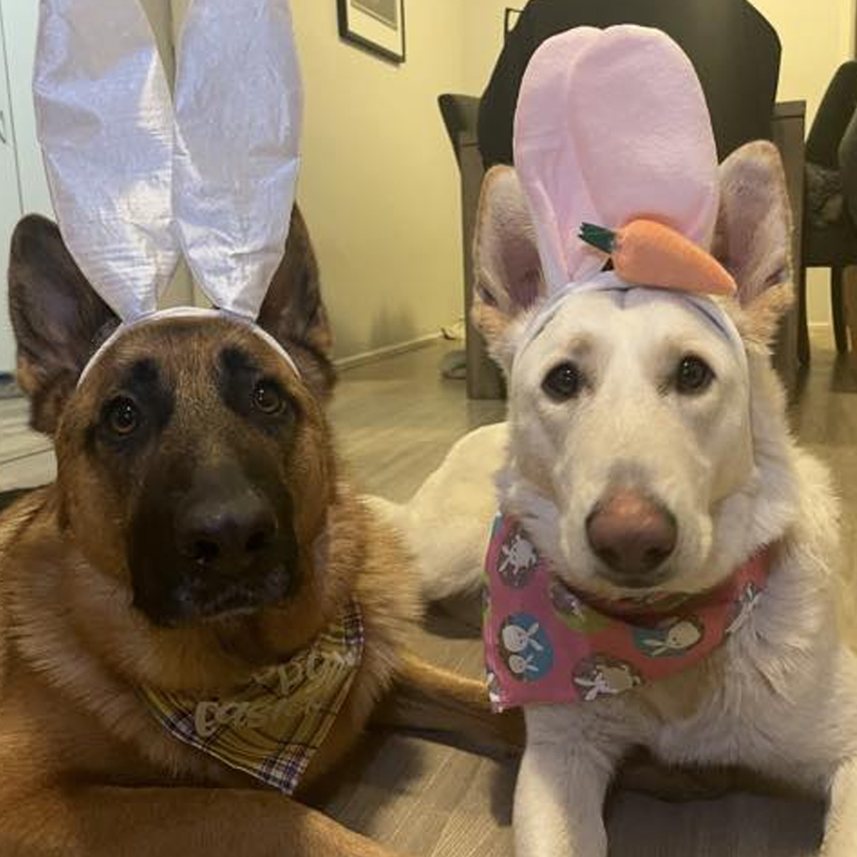 Summer Street Vet - Behavioural Advice