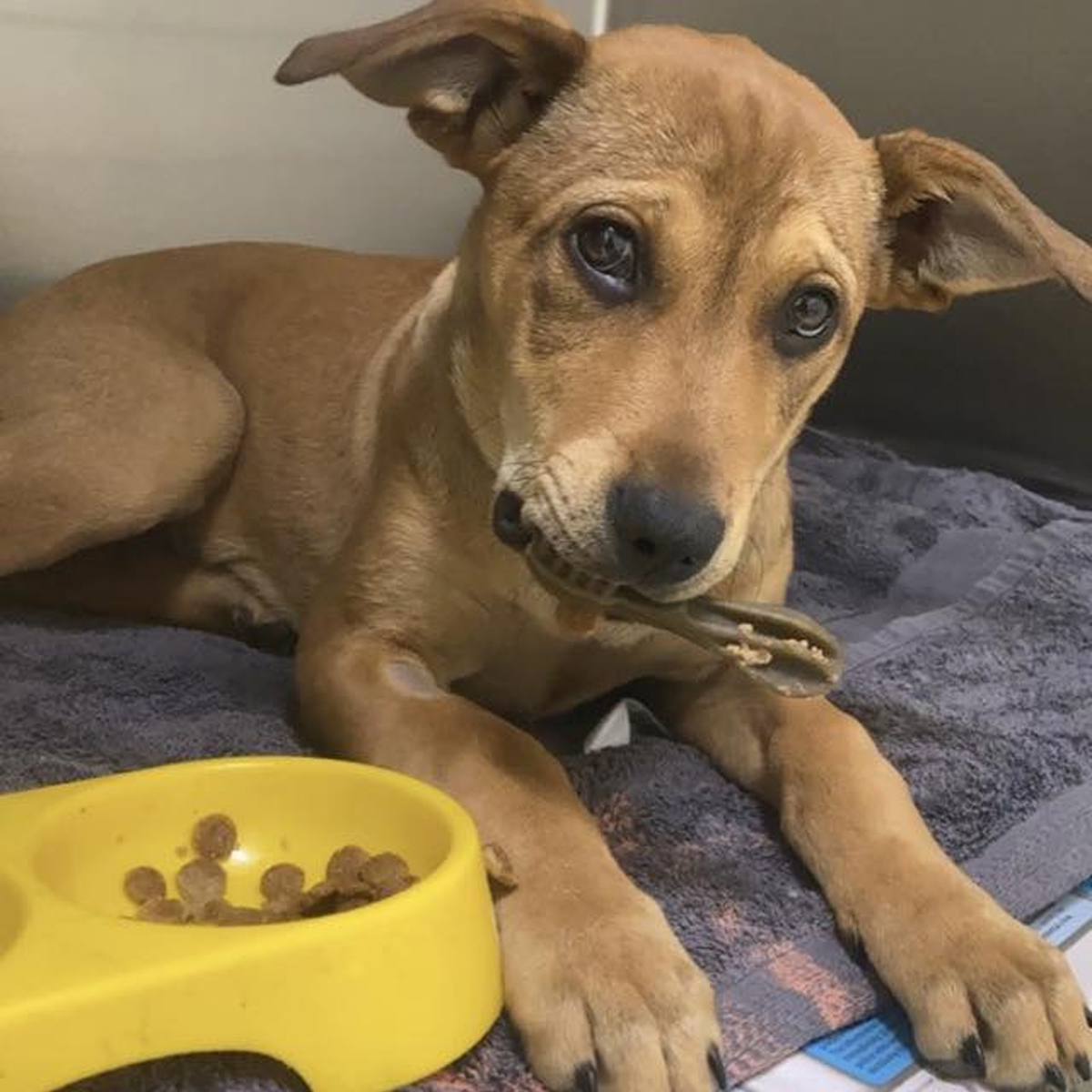 Summer Street Vet - Pet Nutrition Summer Street Vet - Pet Nutrition