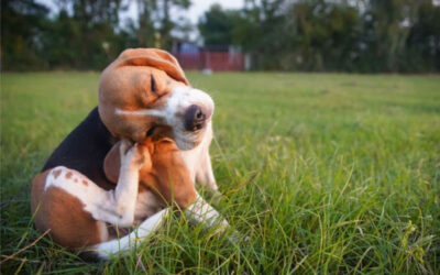 Is your dog extra itchy lately?