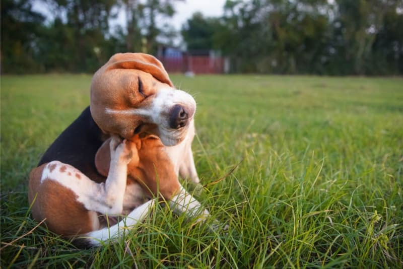 Summer Street Vet - Is Your Dog Extra Itchy Lately