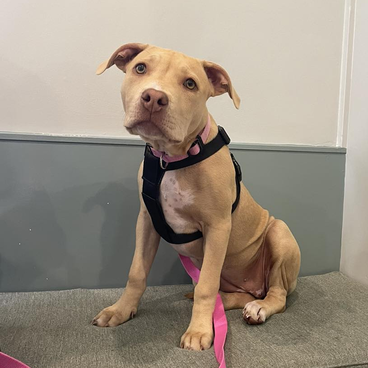 Summer Street Vet - Parasite Control