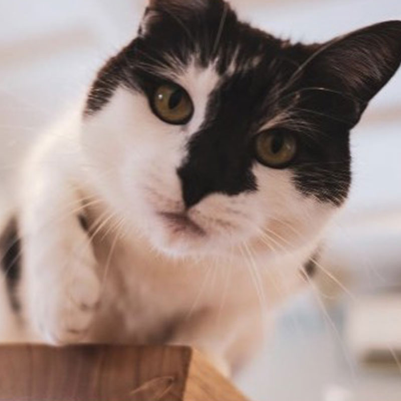 Summer Street Vet - Meet Our Team - Crumpet