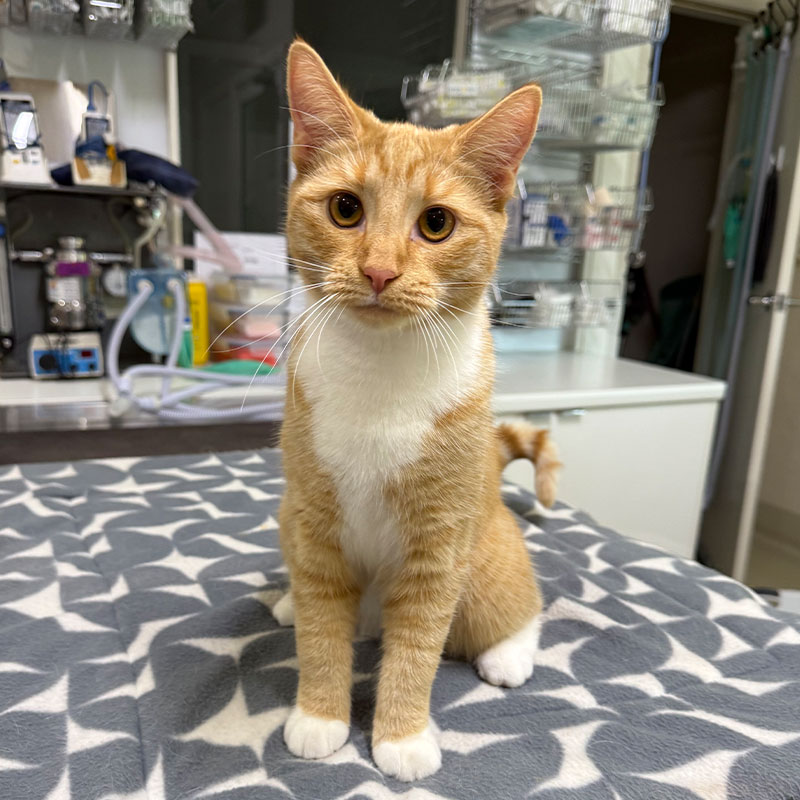 Summer Street Vet - Meet Our Team - Marmalade