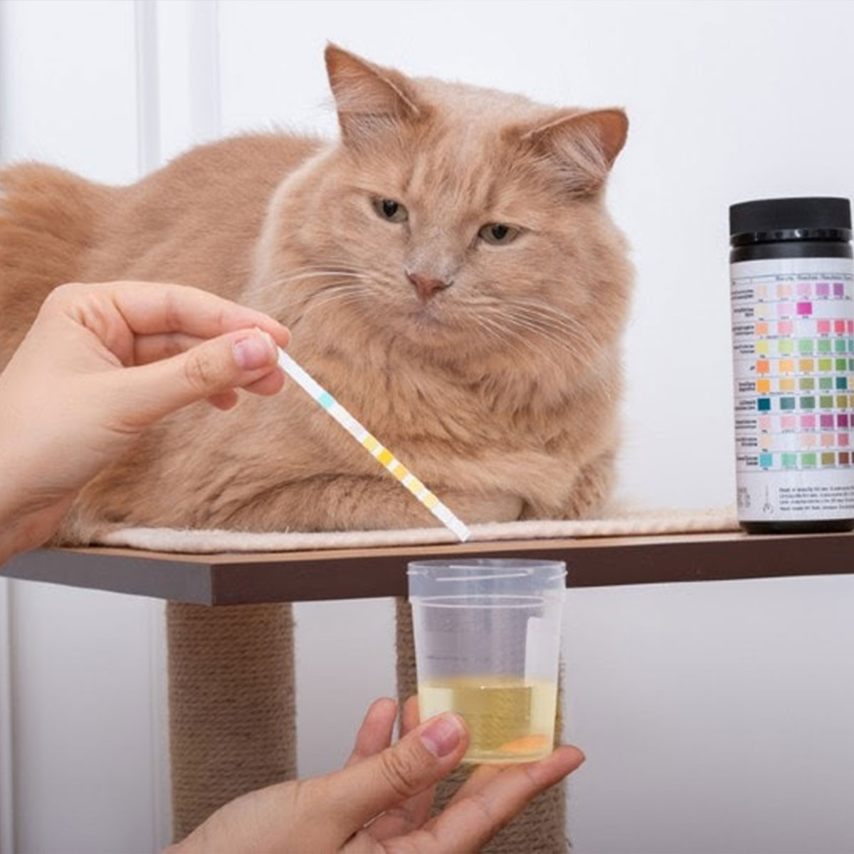 Summer Street Vet - Pathology 1200 Summer Street Vet - Clinical Pathology