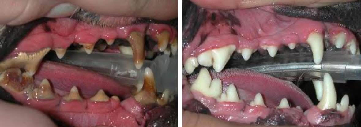 Summer Street Vet - Pet Dentistry - Before and After