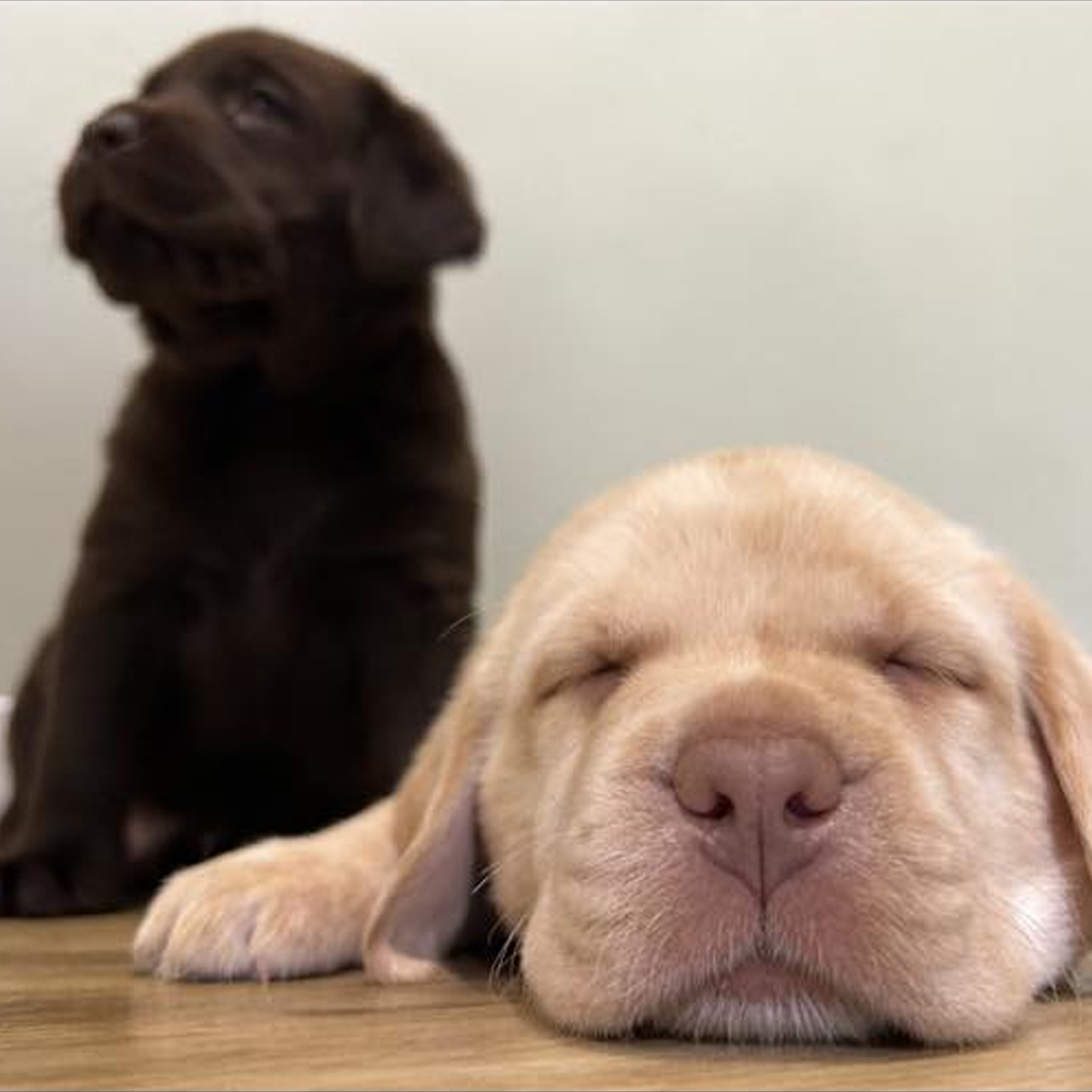 Summer Street Vet - Pet Vaccinations