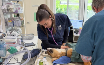 Qualified Veterinary Nurse Position Vacant