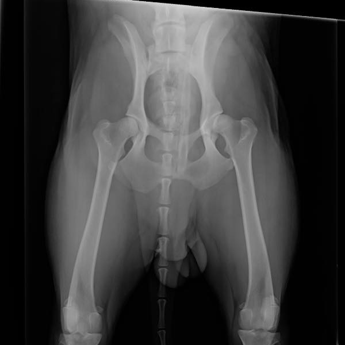 Summer Street Vet - X-Ray & Ultrasound