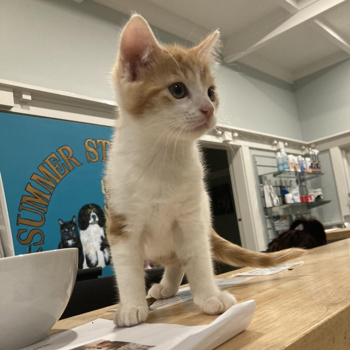 Summer Street Veterinary Clinic