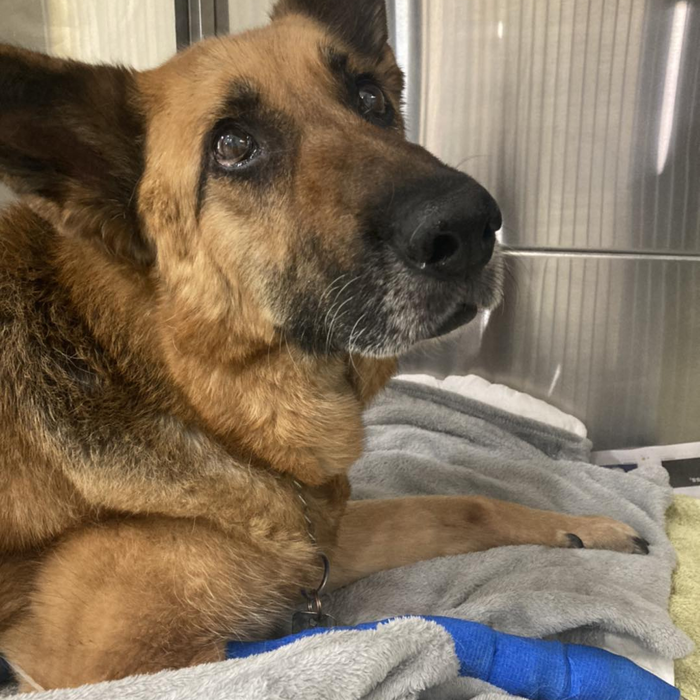 Summer Street Vet - Pet Emergency Care