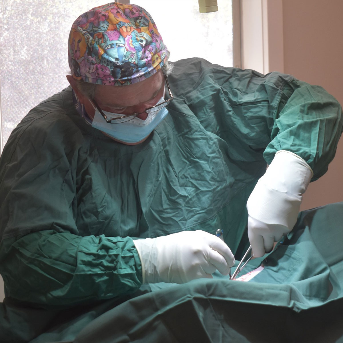 Summer Street Vet - Medical & Surgical Vet Services Orange