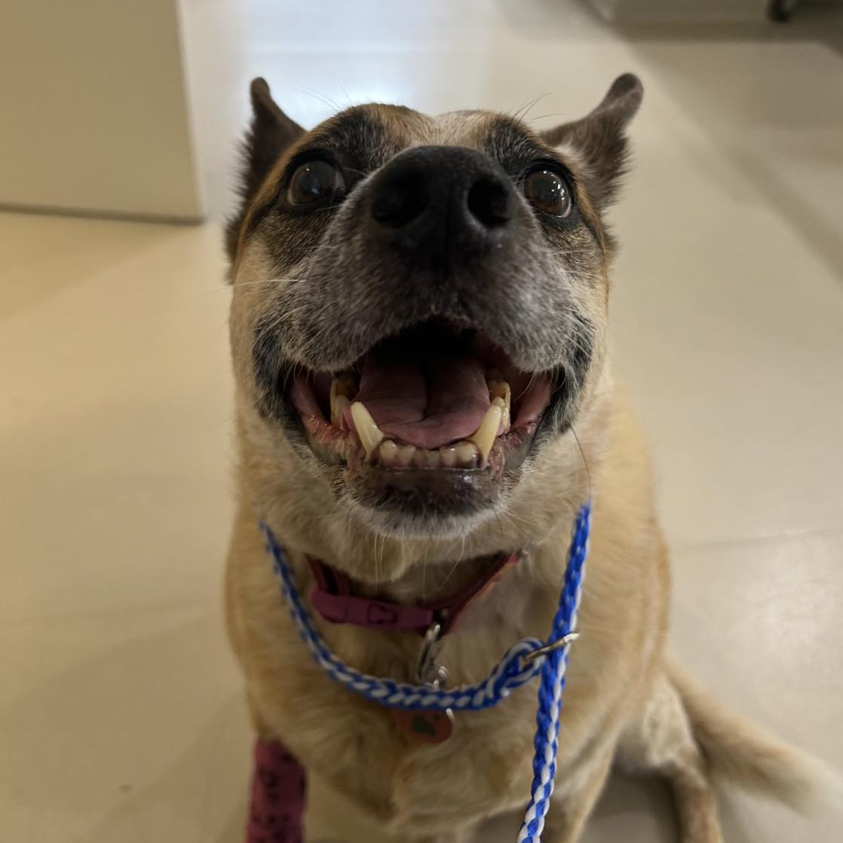 Summer Street Vet - Pet Ophthalmology