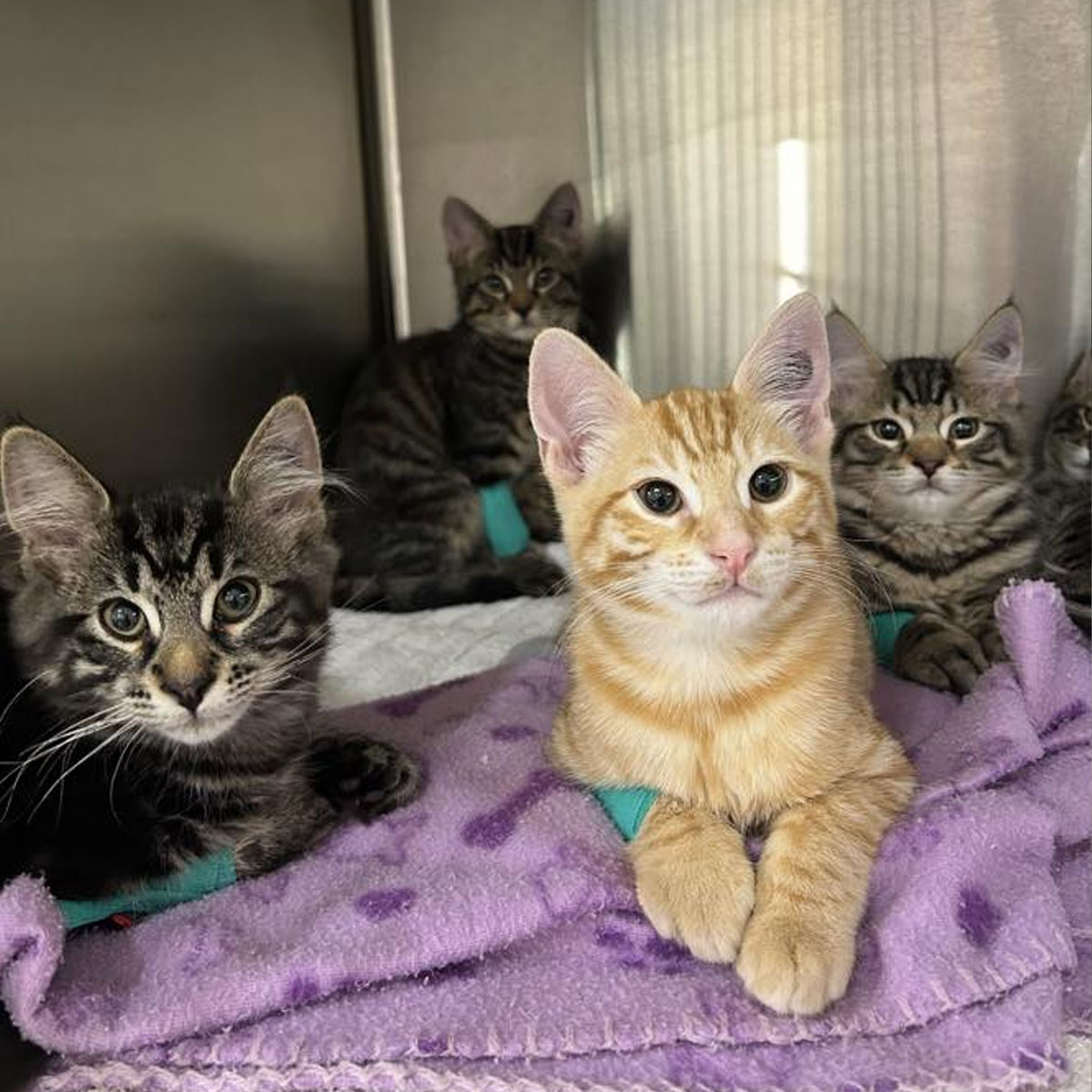 Summer Street Vet - Pet Desexing Orange Summer Street Vet - Pet Desexing Orange