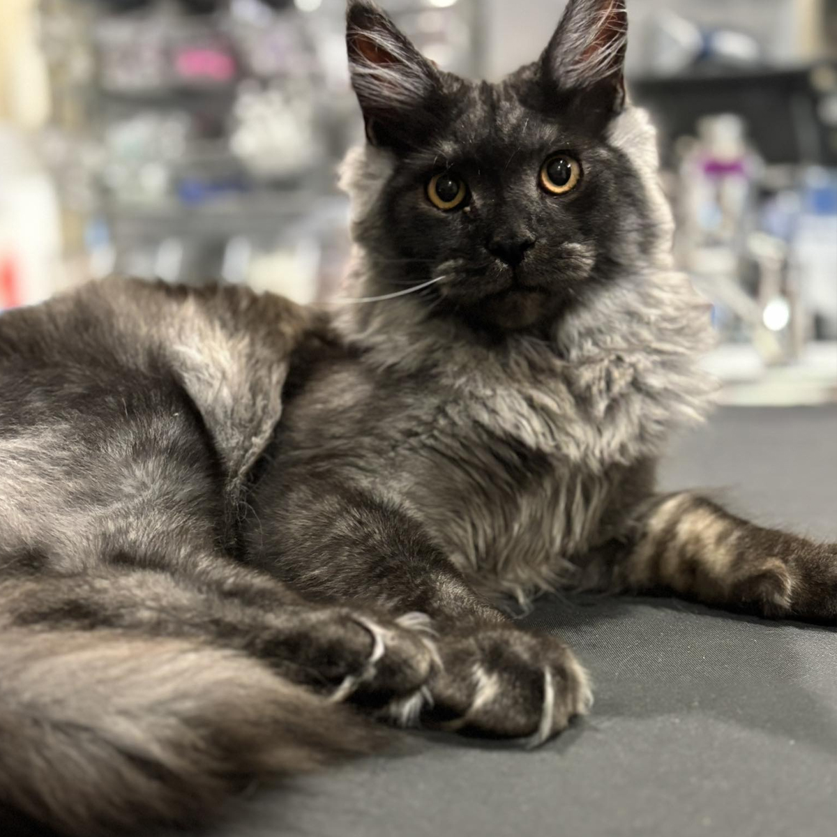 Summer Street Vet - Grooming & Clipping Summer Street Vet - Grooming & Clipping