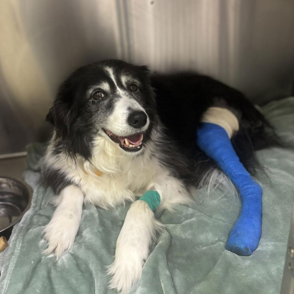 Summer Street Vet - Pet Surgery Orange