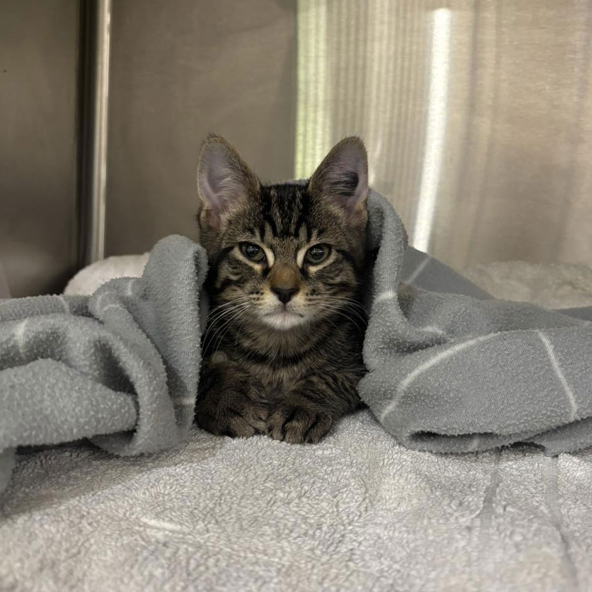 Summer Street Vet - Microchipping