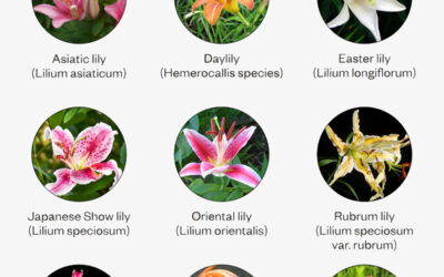 Common House Plants that can be Poisonous to Your Cat