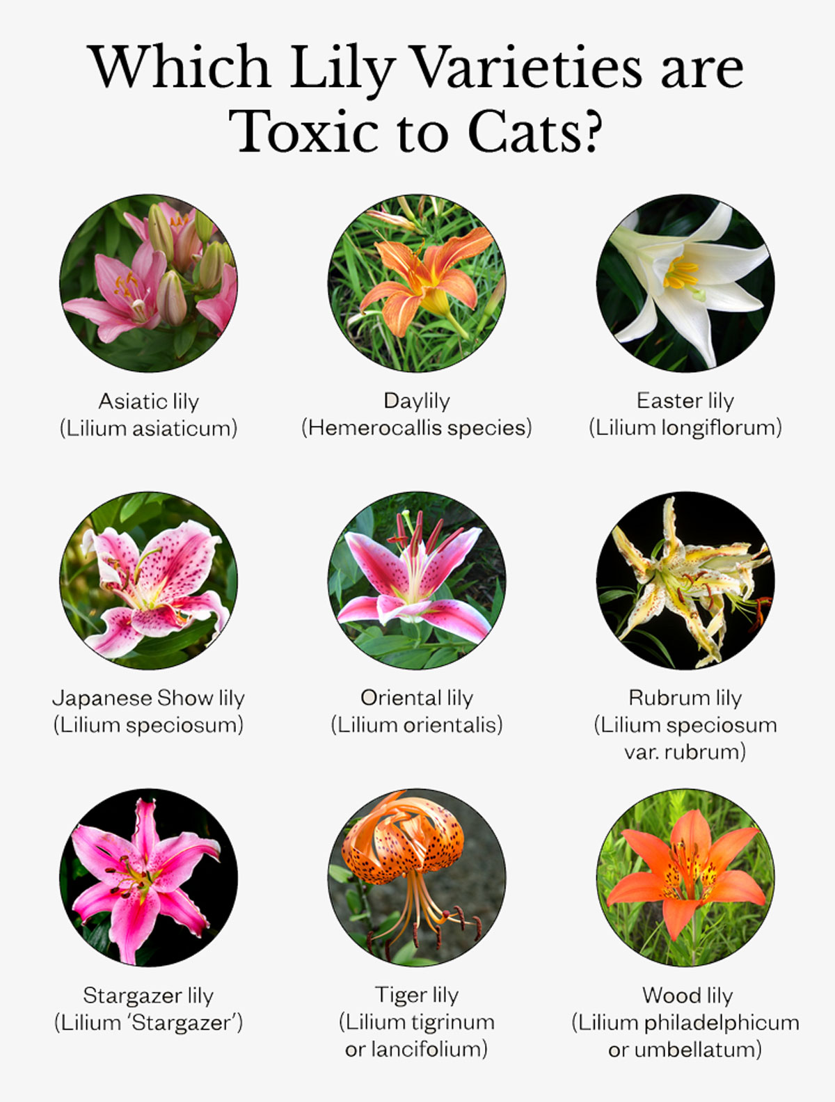 The most dangerous toxic plants for cats 