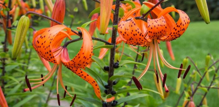 Tiger Lily